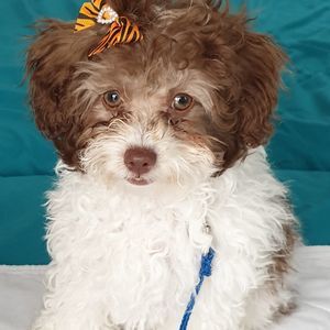 Meet your Posher, Anita